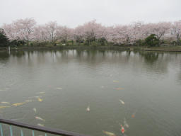 sakura2013_e.jpg