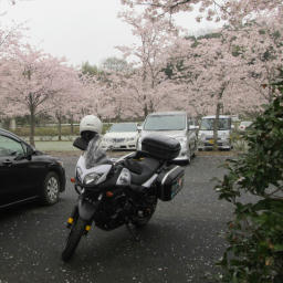 sakura2013_f.jpg