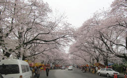 sakura2013_d.jpg
