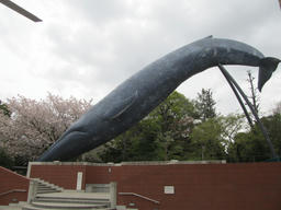whale.jpg
