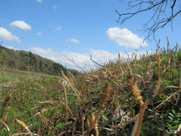 tukushi2013.jpg