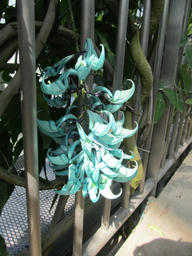 jade2013.jpg