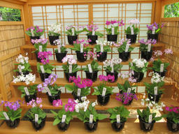 sakuraso2013.jpg
