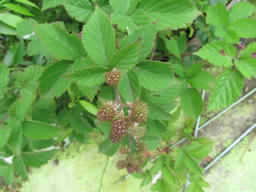 blackbr201306.jpg