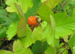 kaji201306.jpg