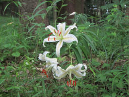 lily2010306.jpg