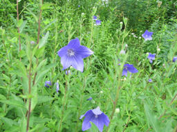 kikyou201306.jpg