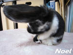 noel02.jpg