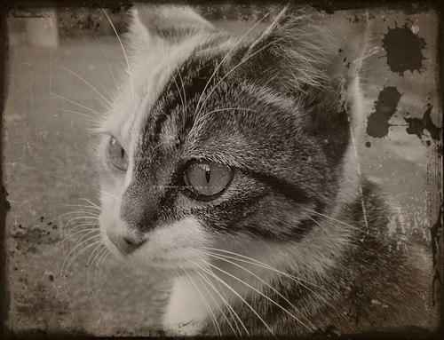PhotoScapeで編集した、古い写真風画像