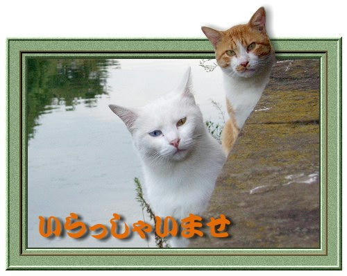 飛び出し写真