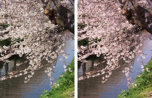 元画像とレタッチ後の桜の写真