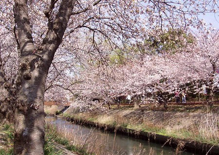 桜の写真（ロング）