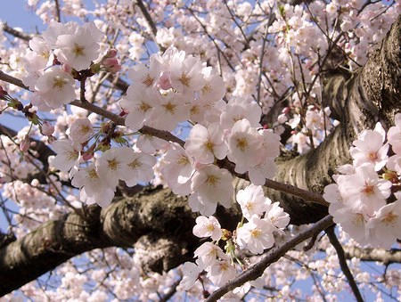 桜の写真（アップ）