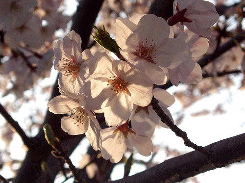 桜
