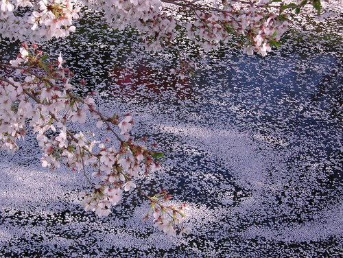 桜と川面