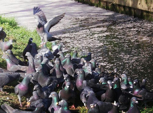 桜と鳩