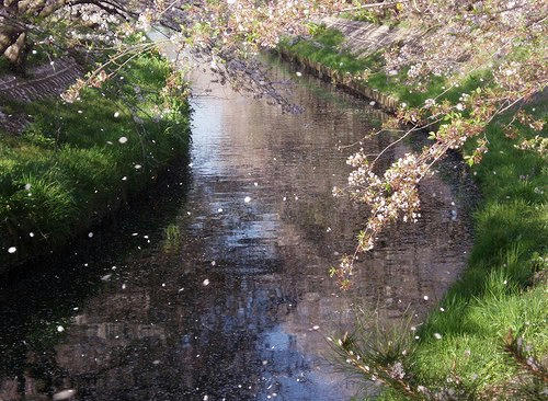 桜吹雪