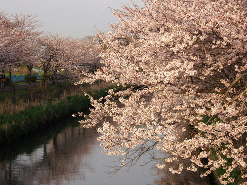 桜1