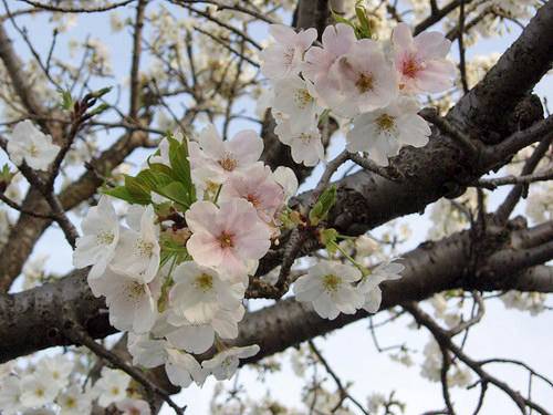 桜3