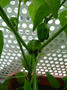 P1080652.JPG