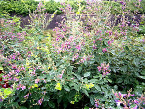 P6180057_02.jpg