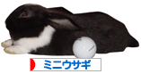 にほんブログ村 うさぎブログへ