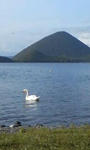 Swan_Lake.JPG
