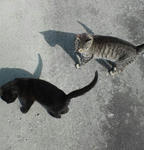 猫