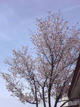ガーデニング 桜