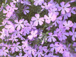 芝ザクラ