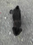 チビック