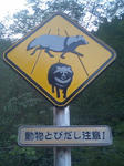 タヌキ注意