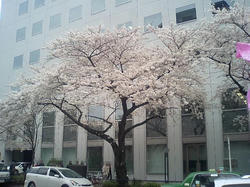 文京区春日の桜