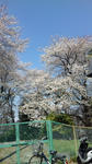 20120408sakura02.jpg
