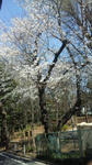 20120408sakura03.jpg