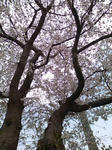 20090405.JPG
