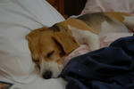 DSC_00450036.jpg