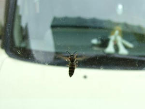 DSCF2554.JPG