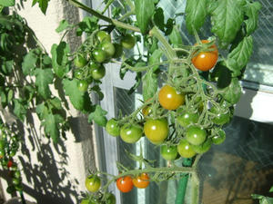 DSCF2904.JPG