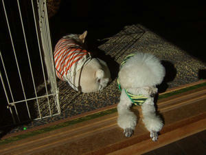 DSCF1076.jpg