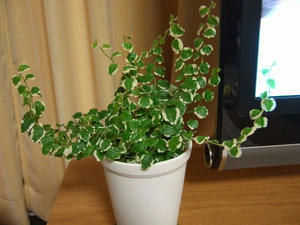 DSCF1596.jpg