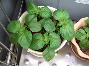 DSCF2159.jpg