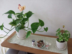 DSCF2169.jpg