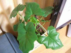 DSCF2220.jpg