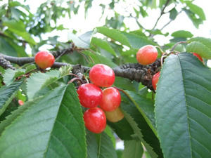 DSCF2223.jpg