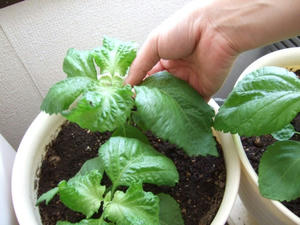 DSCF2228.jpg