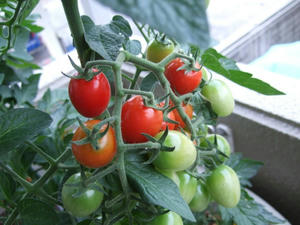 DSCF2478.jpg
