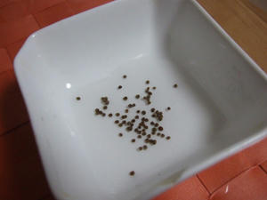 DSCF1077.jpg