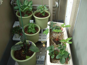 DSCF1262.jpg