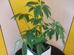 DSCF1401.jpg